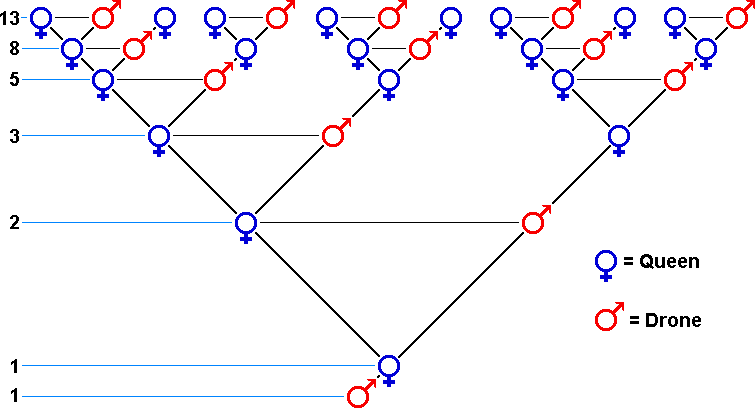 fibonacci tree